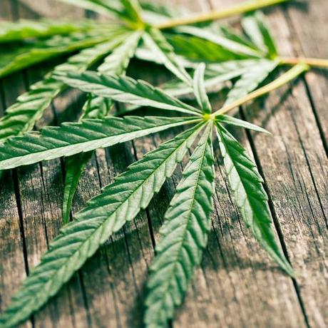 Aceite de CBD (cannabidol), el uso medicinal del cannabis con infinitas propiedades beneficiosas planta canamo