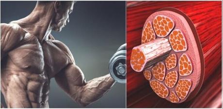 Hipertrofia muscular: Qué es, cómo ocurre y cómo optimizarla fibras musculares