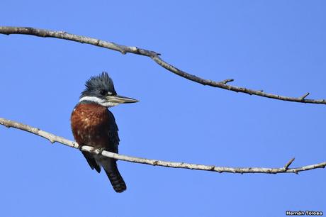 Enramadas de invierno