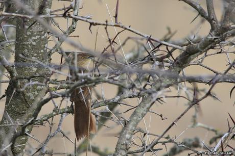 Enramadas de invierno