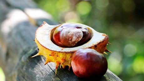 Excursión en familia para recoger frutos silvestres