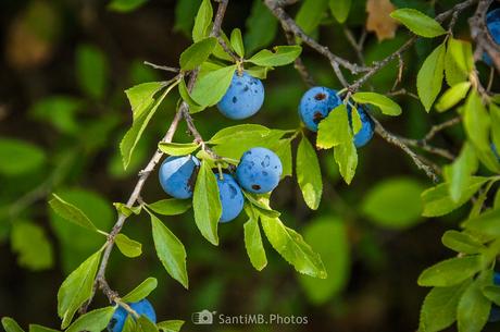 Esencia de pacharán