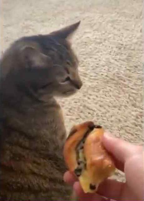 Dentro (III: Virus cabrón)