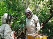 Aristeo Venom desarrolla productos partir veneno abejas