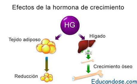 hormona del crecimiento