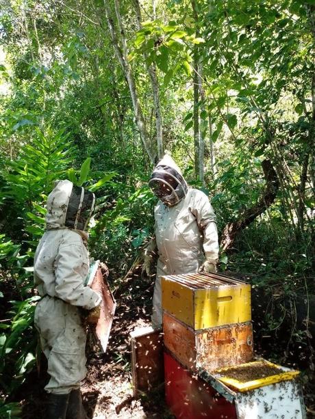 Aristeo Bee Venom desarrolla productos a partir del veneno de las abejas Aristeo Bee Venom desarrolla productos a partir del veneno de las abejas