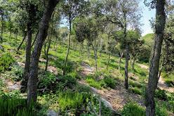 Bosques peculiares del área de Cellésc