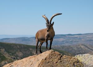 Caza mayor en la Sierra Norte de Guadalajara