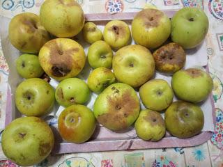 Manzanas Reineta