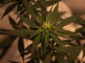 Manual breve cultivo cannabis medicinal exterior