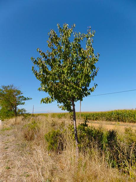 Repasando el Camino de Santiago: de Villadangos a Hospital de Órbigo, León.