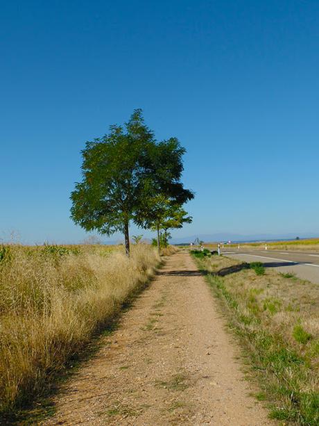 Repasando el Camino de Santiago: de Villadangos a Hospital de Órbigo, León.