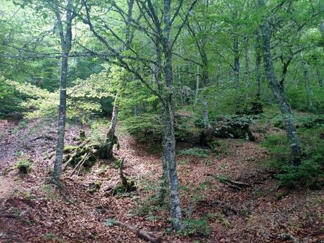 bosque-ruta-gilbo 