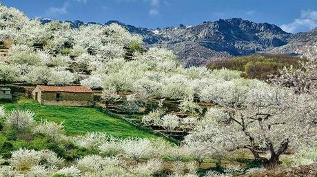 Valle del Jerte: Dónde y cuándo ver los cerezos en flor en el Jerte