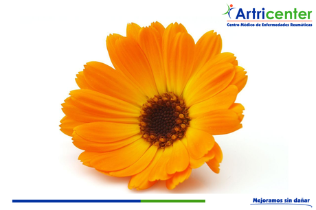 Caléndula, beneficios.