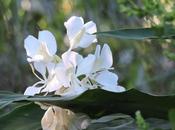 Caña ámbar (Hedychium coronatum)