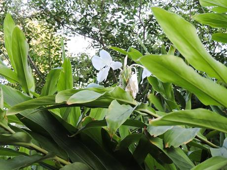 Caña de ámbar (Hedychium coronatum)