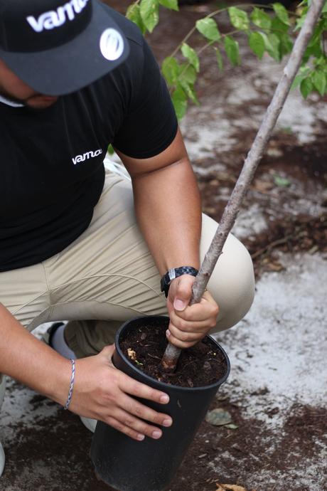 Vamos lanza #UnCocheUnÁrbol con el objetivo de plantar 1 millón de árboles en España