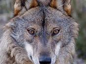 tierra Lobo Iberico Zamora