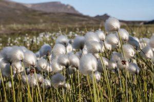 Federico de la Fuente: El erióforo rojo Federico de la Fuente: El erióforo rojo