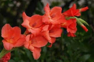 La gratitud, un reconocimiento