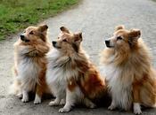 comidas caseras para perros