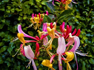 Los 10 plantas con flores más perfumadasAzucenaDesprende ...