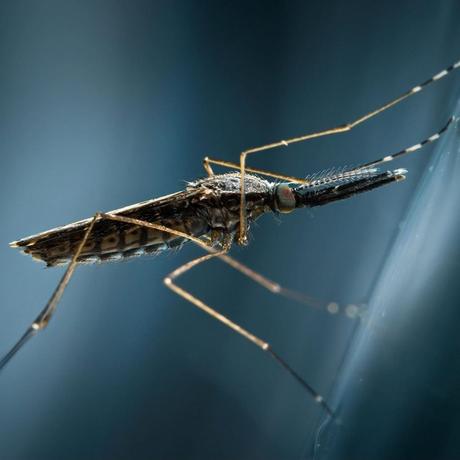 MMS o CDS, ¿una solución milagrosa? MMS o CDS, ¿una solución milagrosa?