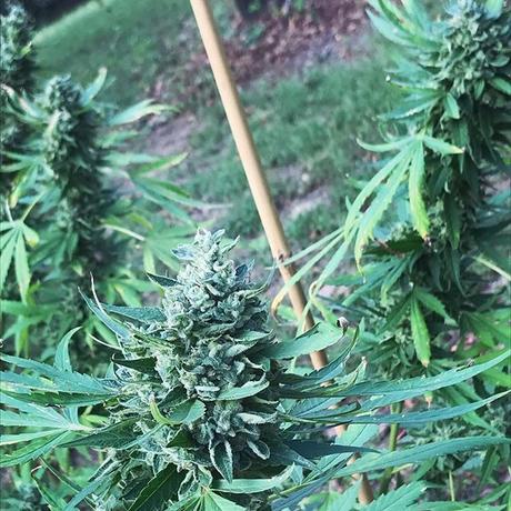 Aceite de Cannabis: Curación para pacientes con Epilepsia Severa el cannabis la solución para la epilepsia