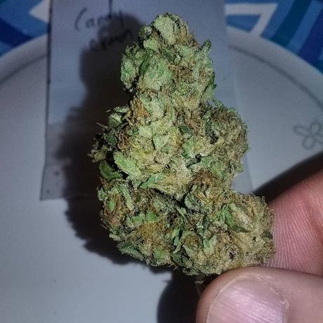 Aceite de Cannabis: Curación para pacientes con Epilepsia Severa cannabis