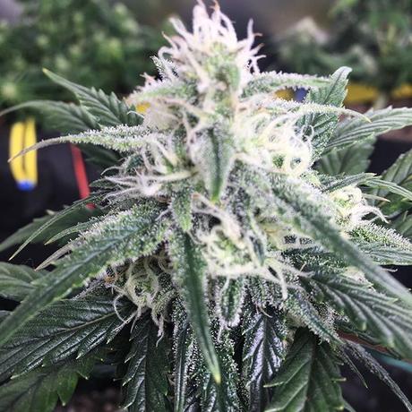 Aceite de Cannabis: Curación para pacientes con Epilepsia Severa aceite de cannabis