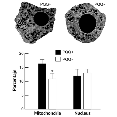 La medicina mitocondrial al rescate de sus células 2