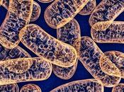 medicina mitocondrial rescate células