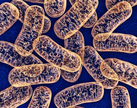 La medicina mitocondrial al rescate de sus células 1 La medicina mitocondrial al rescate de sus células 1