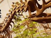 Jugando paleontólogo Dinosaur Fossil Hunter