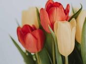 Efectos positivos flores sobre emociones