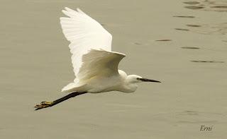 EL GRAN PASO DE ESPÁTULAS POR SANTOÑA