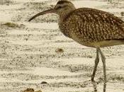 gran paso espátulas santoña