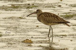 EL GRAN PASO DE ESPÁTULAS POR SANTOÑA