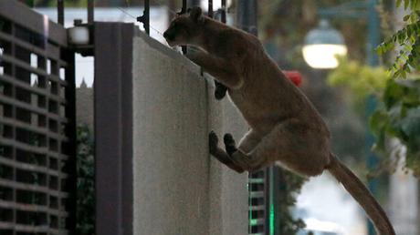 Chile: Puma baja de los Andes y genera alerta en comunas de Santiago