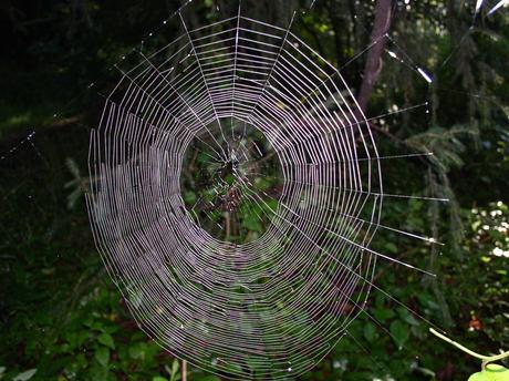 OLYMPUS DIGITAL CAMERA Arañas, matemáticas y medallas Fields