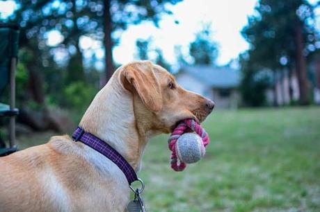 13 formas de hacer que tu perro deje de ladrar