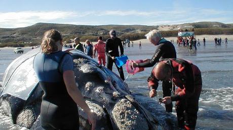 25 de Septiembre, Dia Nacional de la Ballena Franca