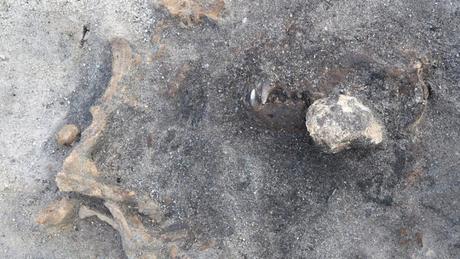 Hallan restos de un perro de hace más de 8.400 años