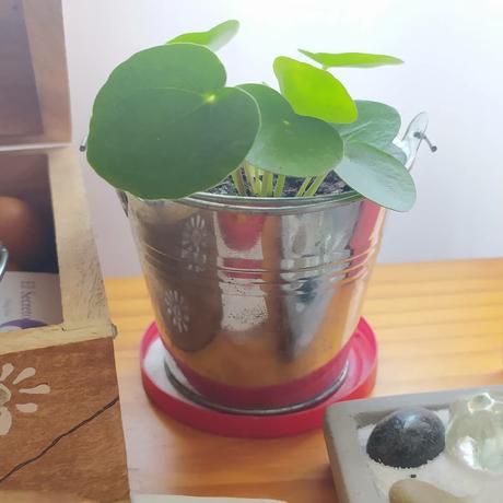 Mi Pilea Peperomioides