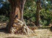 Libre interpretación