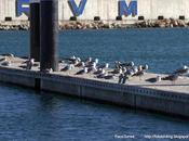 veces anillas PATIAMARILLA PXLV PYFA