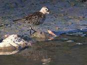 Todavía está correlimos