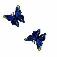 1 Capítulo - Mariposas de la noche