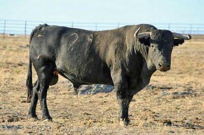 Victorinos para la despedida de Fernández Meca